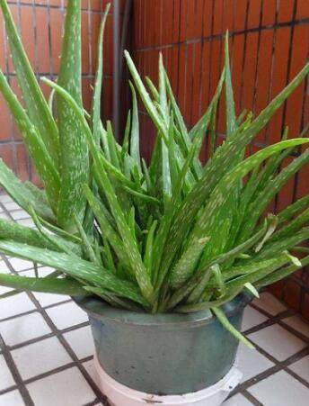 老妈|老妈嫌我养的芦荟长的不好,就直接给来了一刀,结果就变这样了!