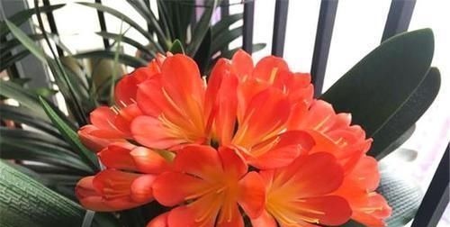 养君子兰就像“种白菜”狂长叶不开花，3个解密，开花几十年