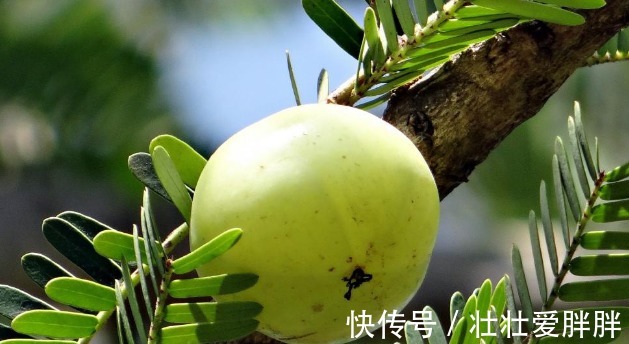 睡眠质量|这野果吃一口忘不了,一口苦,二口酸,三口回甘,药食两用价值高!