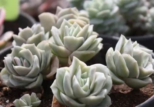 生根|多肉可爱玫瑰如何叶插教你3个小步骤,叶插生根快越长越旺盛