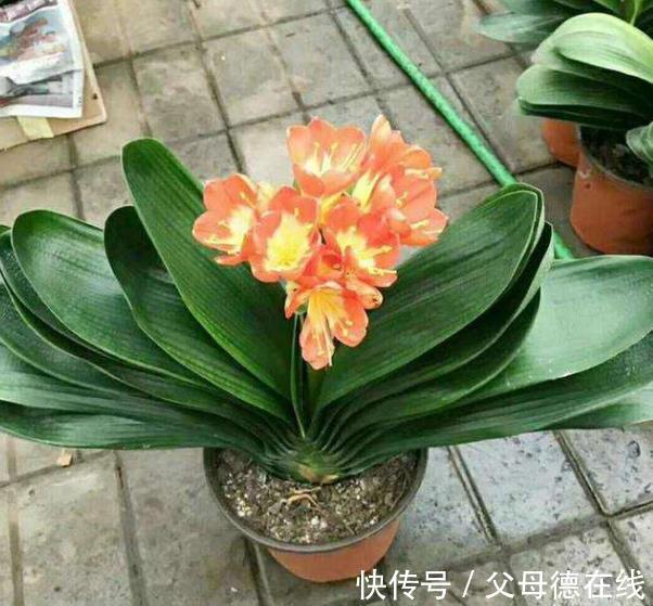 6种花真“养人”,养在家里空气清新,对睡眠有帮助,值得拥有