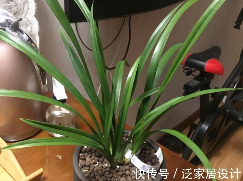 叶片|少见的黑紫色兰花:墨雪姬,花香浓郁,叶片常青,几乎零缺点