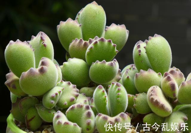 多肉|熊童子，花普货的价钱赏贵货的颜值，做好5点，红叶尖肥叶片都要