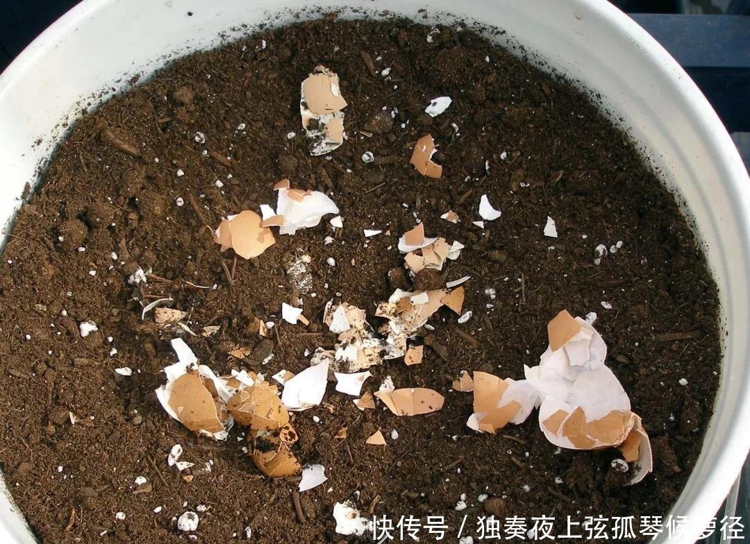 鸡蛋壳是宝贝,养花达人都在用,做成花肥养花,还能杀虫灭菌