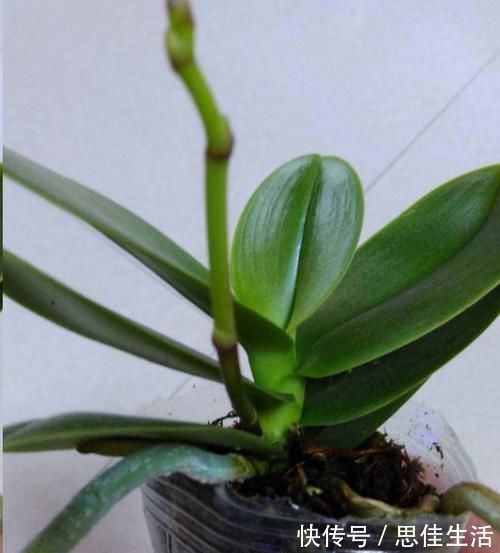 这10种花超级怕冷,再不搬进屋,小心只剩下盆了