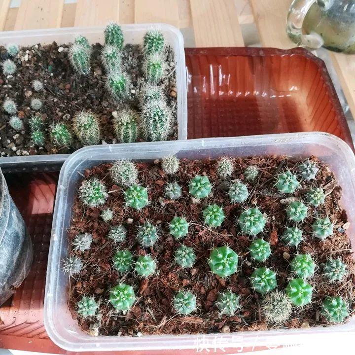 雄蕊|3种花不用“扦插”,花开完等俩月,半年变成“养花大户”!