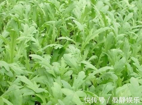 抗衰老|农村到处是宝,3种野菜,田边疯长,养肝护肝,美容养颜,抗衰老