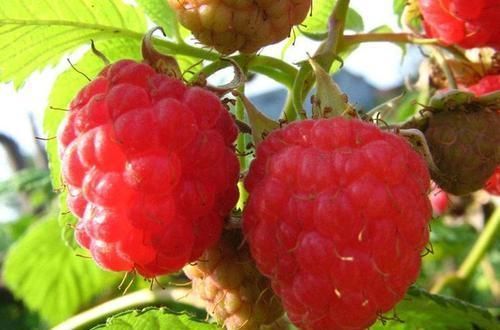 长寿|中年人想长寿,吃几种食物,滋补肝肾,排毒消脂,脸色红润