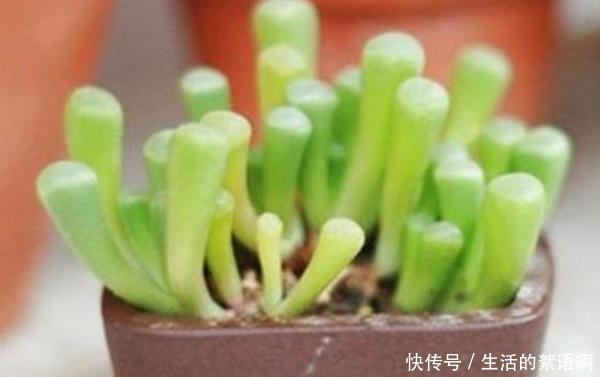 4个出了名难养的多肉,只看颜值没技术,买回家容易死!