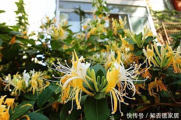 这五种花儿，一个枝条就能种，爬藤爬满墙，开花又多又漂亮