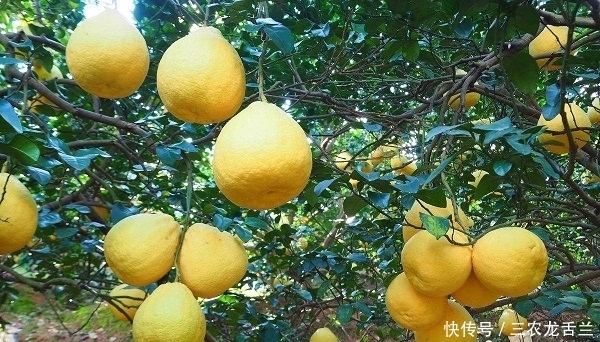 柚子树用什么肥料好