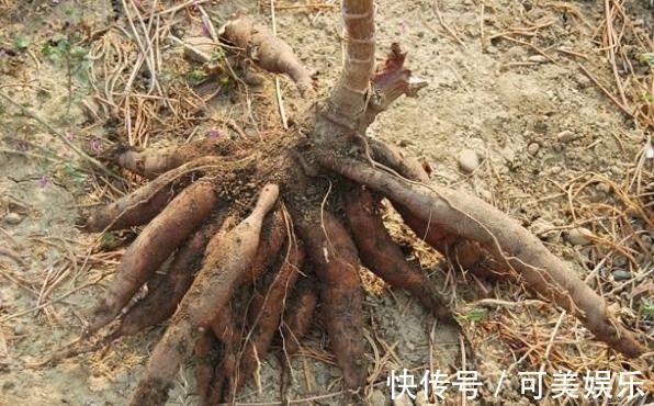 乡下常见的植物，曾被农村人种来喂猪，现在成了全球重要主食