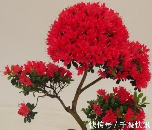 花朵|4种“劳模花”,花期365天全年不休,养在室内一整年都有花赏