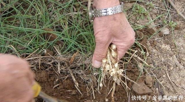 野草|人称“野藠头”,价值珍贵,却被连根挖起,希望今后不会,多谢!