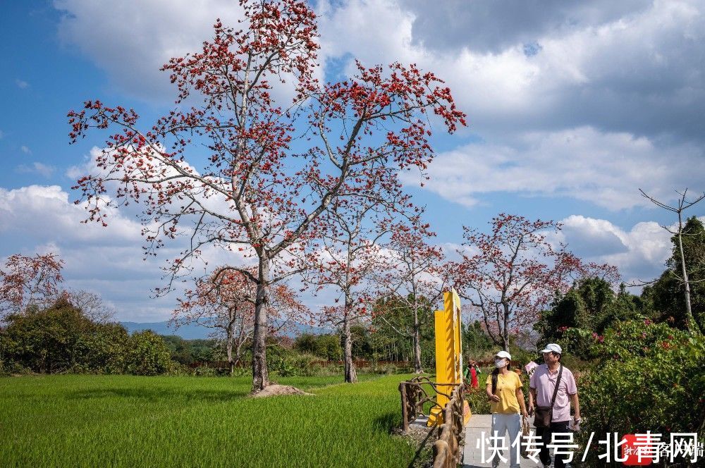 昌江木棉花绽放枝头 吸引八方来客|原创组图 | 昌江