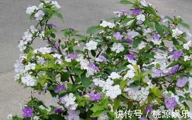 土质板结|万能养花之宝,盆里放一点,不黄叶、不烂根、不生虫还不用肥