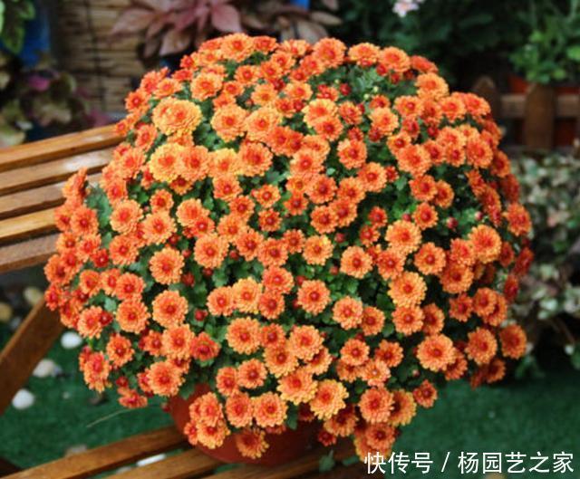 入冬|入冬后你的菊花开完了吗?赶紧修剪,不仅促笋芽,而且能扦插