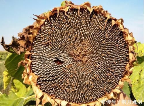 向日葵|向日葵全身都是药!更是降压“神器”,高血压、头晕头疼都能治