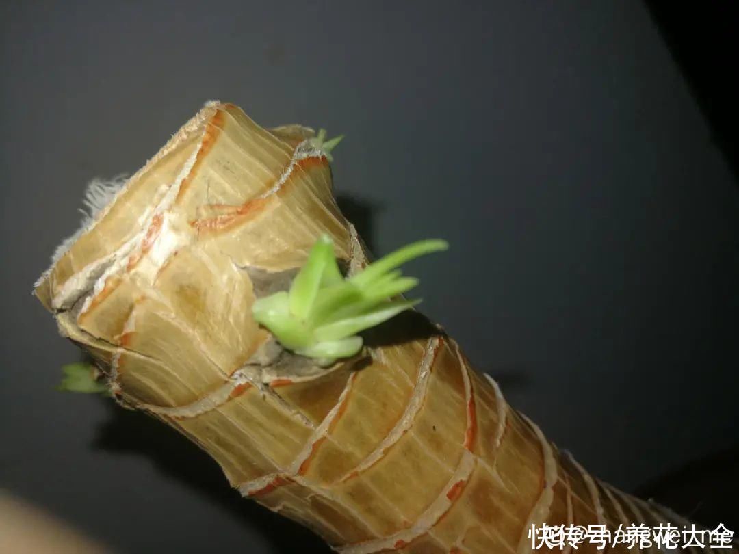 7种花，现在要砍头，冲天炮变成爆炸头