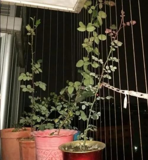 月季花株型总是长不好?学会正确的打顶方法株型长的正!