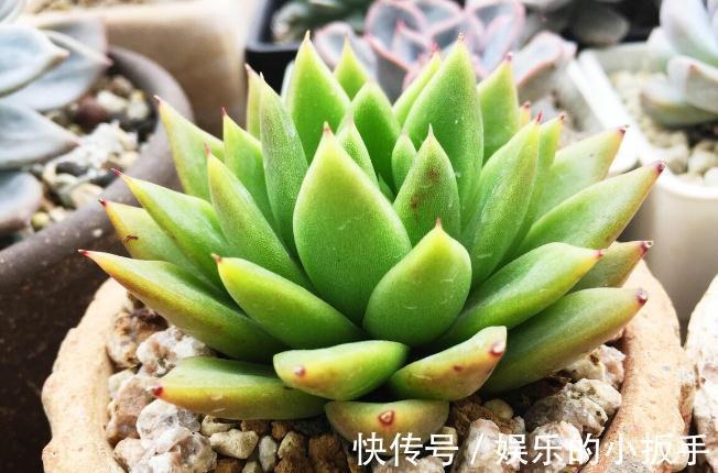 多肉过冬有“5怕”，避开了，零下五度冻不死，还能越冻越美丽