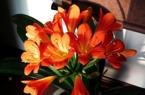 达人|君子兰真的爱喝啤酒吗?听听养花达人怎么说