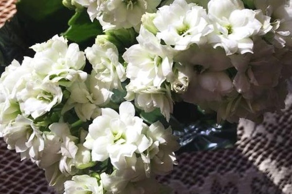 长寿花不开花就打顶，你可能正在犯一个低级错误，切记这句话