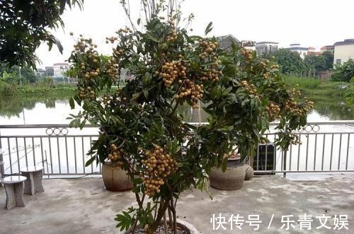 籽儿|两种果子吃完,籽儿撒在花盆里,长出漂亮盆景,一两年枝子挂满果