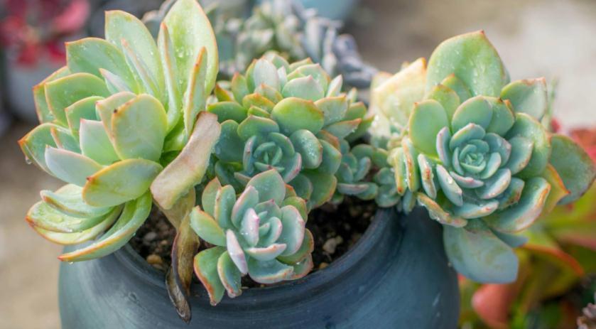 养多肉没掌握住这些技巧,状态会越来越差,新人切记