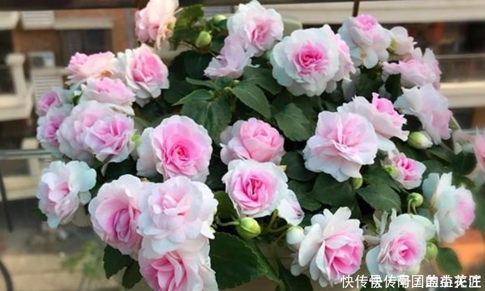 夏天最火的4种花,好养又漂亮,花姿妖娆,四季繁花似锦,美