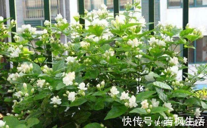 种花|4种花是花中劳模,一年四季开花不断,一盆千百朵,花量超大的