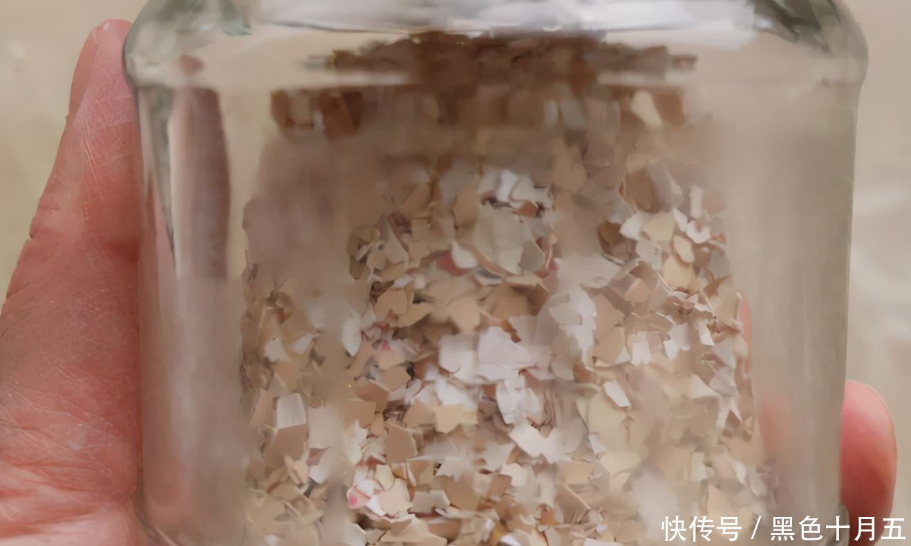 花肥|蛋壳的营养、制肥方法、养花的好处，大家知道多少？