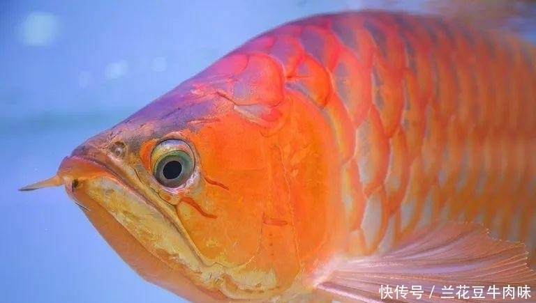 涨姿势 · 龙鱼: 你嫌我丑给我各种整容, 还指望我给你转运? ?