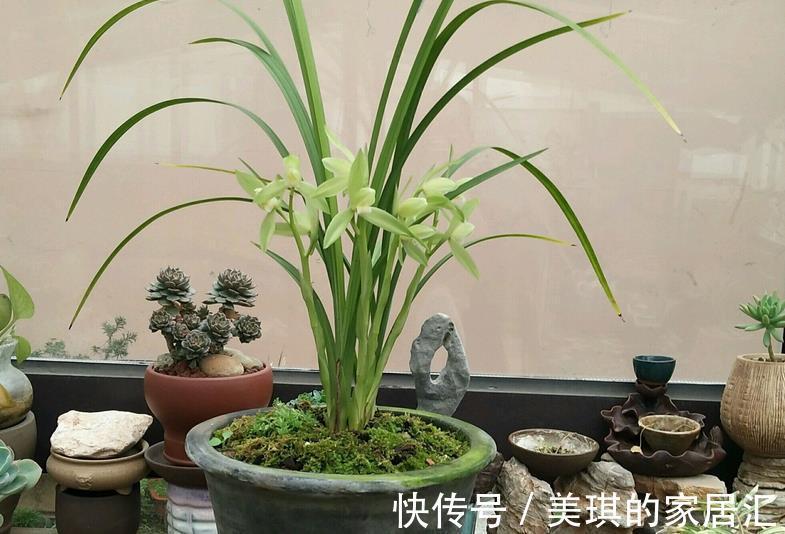养护|兰花烂根可能是哪些地方出问题?这4处,错一点植株都萎靡