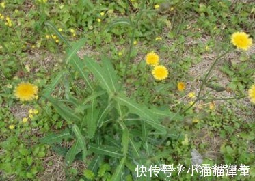 牙疼|立秋后,头疼、牙疼很难受,莫慌!常食此野菜,治疗头疼、牙疼