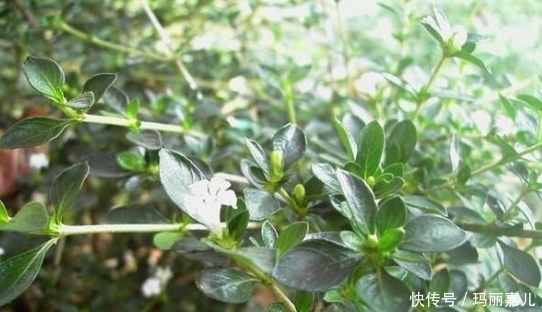 农村路边遍地都是这种植物,竟是中药材,治咽喉炎效果最好!