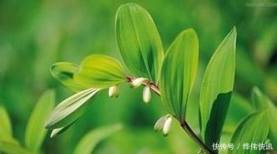 后世|老中医夸它可替代人参，后世争吵不休，润肺养胃阴，减血中糖、脂