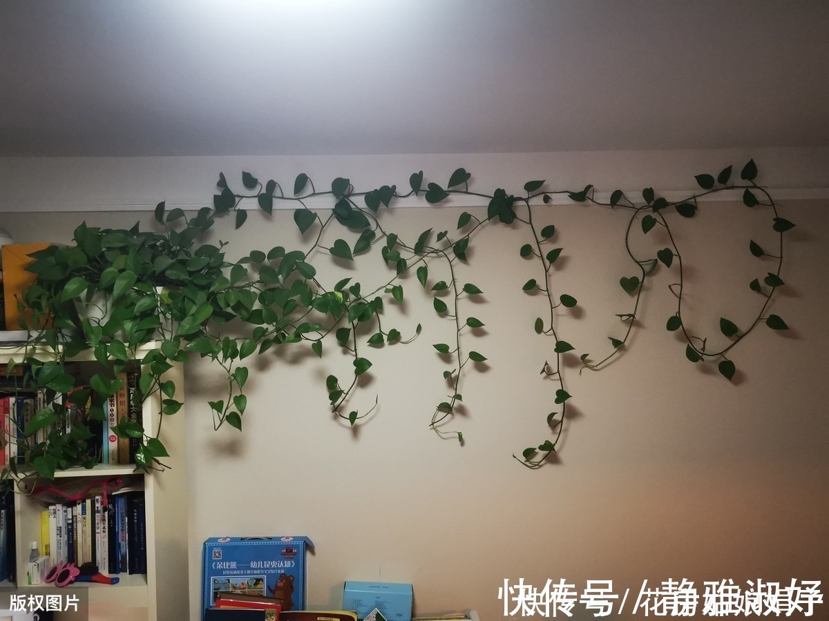 君子兰|爱吃醋的5种花,兑水喷一喷,叶子变得绿油亮,开花大又多