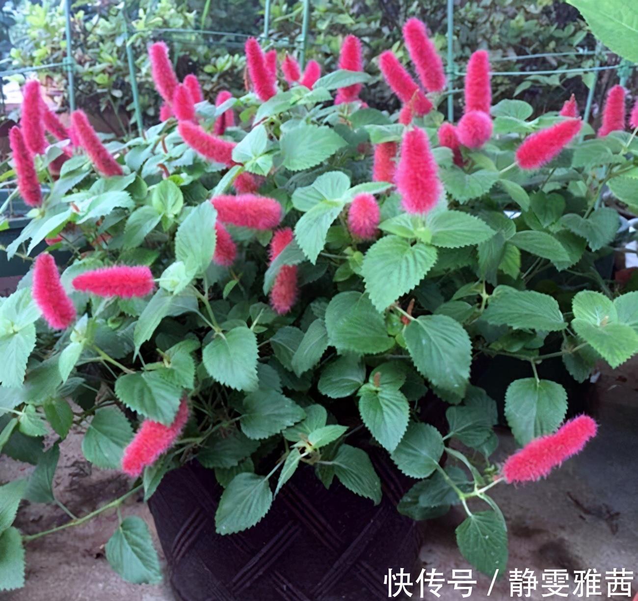 盘点5种小众网红花,好看又有特点,值得入手