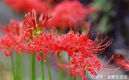 世界|世界上最悲伤的花彼岸花!看了眼泪忍不住了