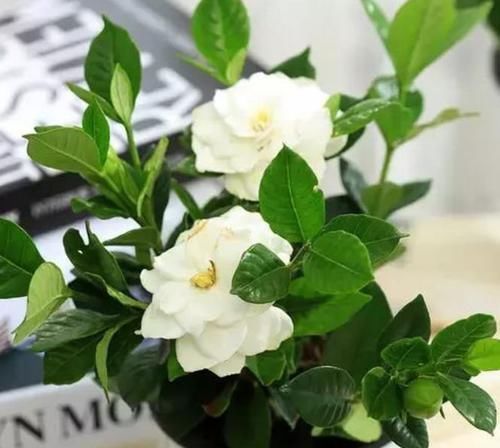 4种漂亮花，花朵大、花期长，一年四季开花不断，一开就是300多天