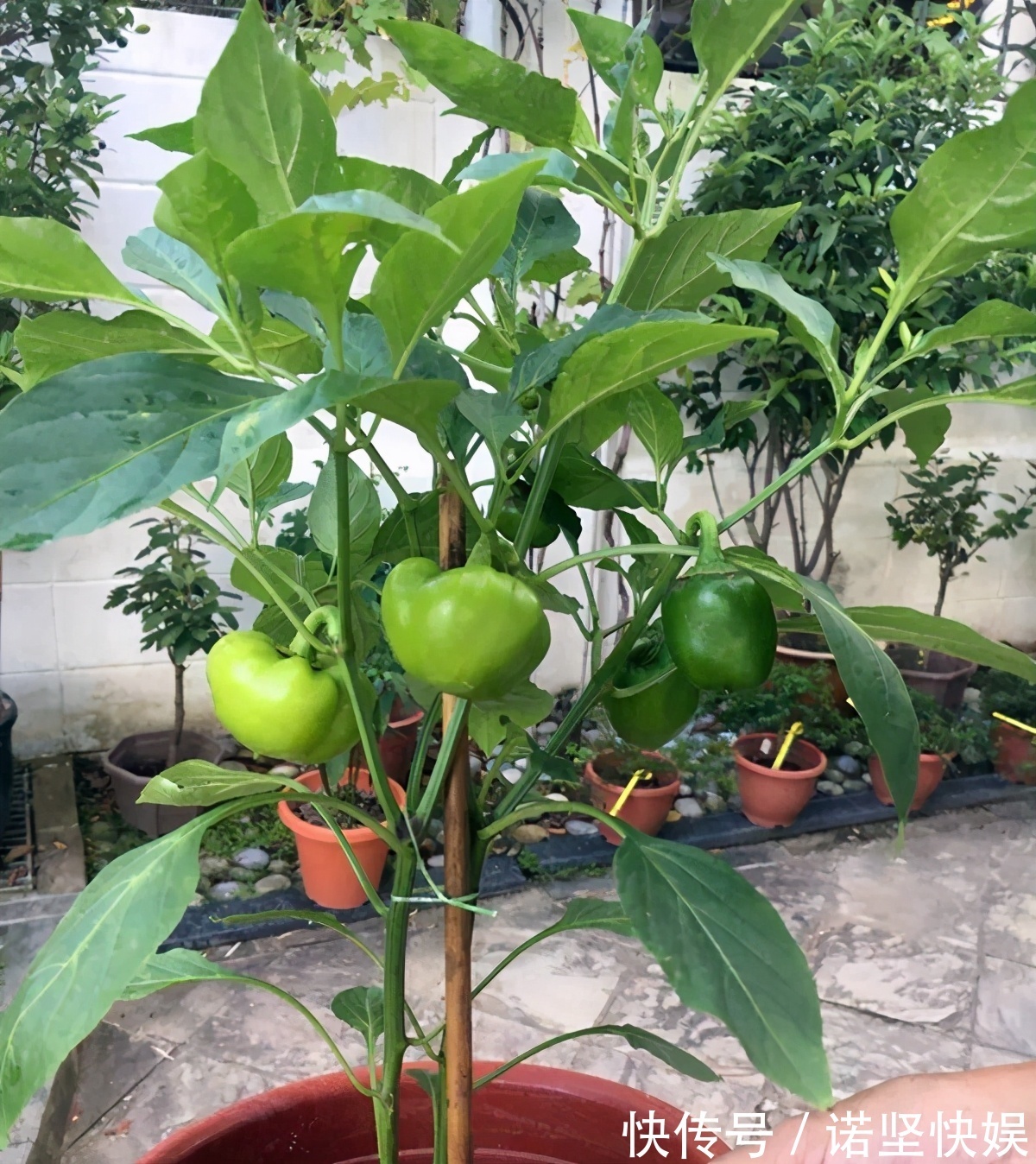 甜椒|盘点5种适合家庭盆栽的蔬菜,可观赏也能食用,一举两得