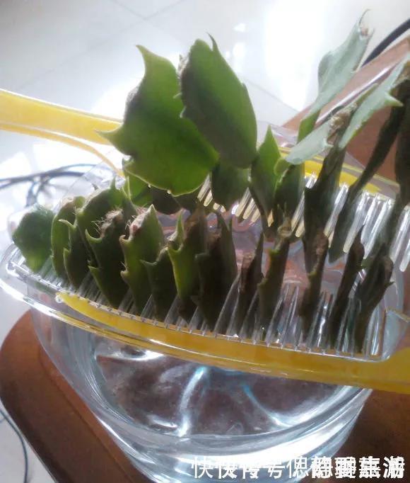 梳子|蟹爪兰插在梳子上,一次50片,大白根呼呼冒,爆盆太过瘾