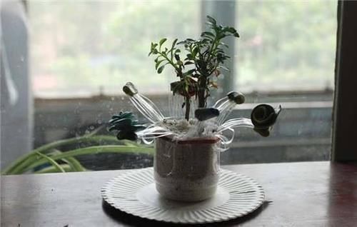 这几样东西当花盆,能给植物颜值“加分”,你信吗?