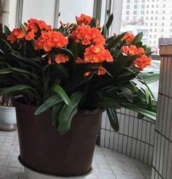 养殖|拿点“蕉渣”去养君子兰,一养就开花,1年开3次,花开三四朵!