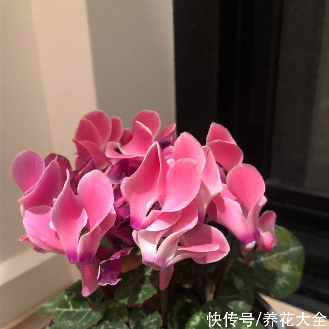 图鉴|100种常见花图鉴，图文并茂非常详细，收藏起来慢慢看