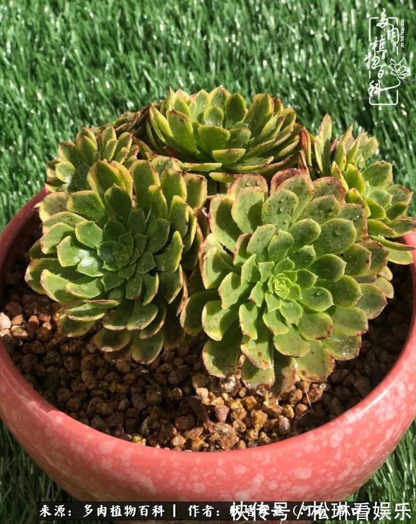 多肉千万种,我独爱法师!爱它的霸气,更爱它的华丽蜕变!