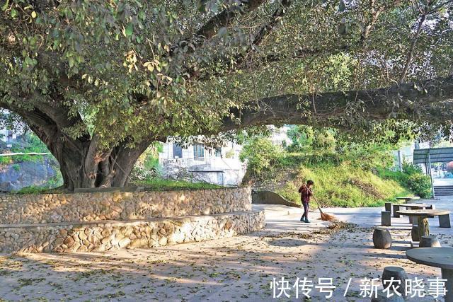 五树不入宅是什么意思?农村人为何不