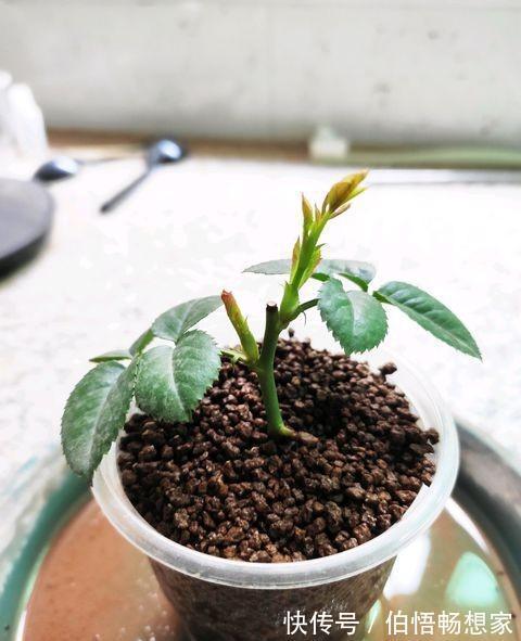 秋高气爽扦插月季花,用点“生根土”,一周生根,长芽就开花