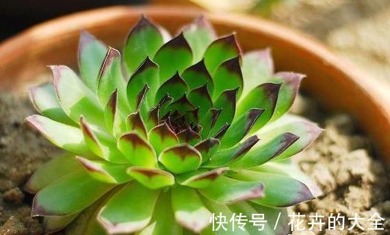 侧芽|新人养多肉植物观音莲，学会3个方法，枝繁叶茂，侧芽长爆盆